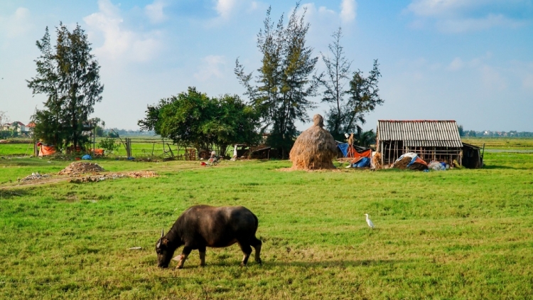 Quảng Nam tình quê