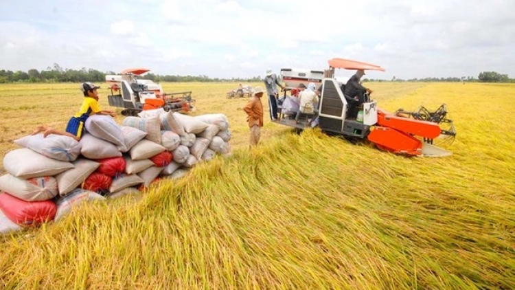 VỤ PADAI THU ĐÔNG INI, URANG NONG NGAK PADAI DI BHUM TANERAN KRAONG CỬU LONG YUAK KUAK HU PADAI, PABLEI HU YAOM