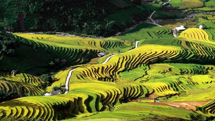 Phai paz nhây phiến