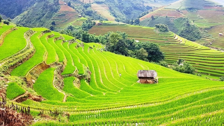 Phai paz nhây phiến