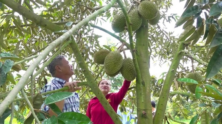 AN GIANG NGAK KAYA MENG SALIH TANEH NGAK PADAI TAKIK LABA TAPA PALA PABLAK DURIAN