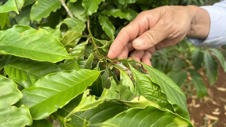 Cồng nha bơh broă ròng ngòñ sràt sơndră mờ tu kòp tàm tờm kơphe