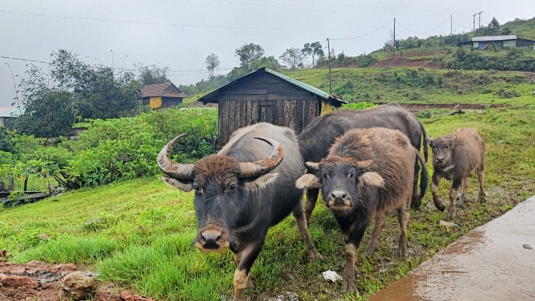 Rơcăng lài sơndră wơl mờ bơta jơgloh, bơta mrềt ai phan ròng in tàm tiah mrềt Kon Plông