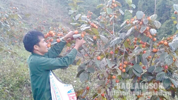 CẦN TỐC ĐÚ CHAY CO MÁC CHÍ VÀNH KHUYÊN DÚ VĂN QUAN