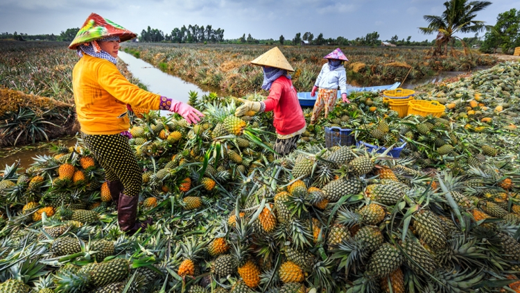 PALA MANAIH, JALAN NAO BAHRAU DI URANG NGAK NONG VĨNH PHÚ