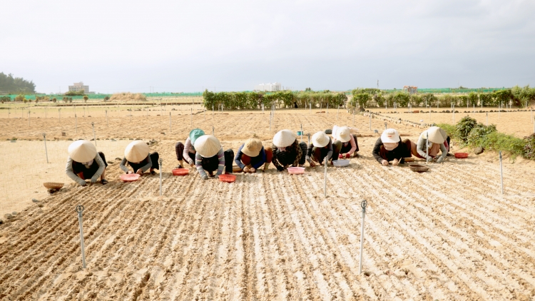 Ngon tô thứ 3 mự 12 bườn 12 pì 2023 – Po hay me na Lý Sơn pọ dạk cha cuông mua púk hòm kíp đông xuân