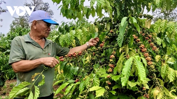 CAFÉ HU YAOM, URANG NONG BA RIA-VUNG TAU DAOK KUHRIA PATAGOK TANEH PALA