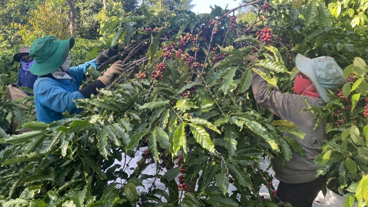 Kơphe tàm Tây Nguyên geh tơnhào, tăc geh giă