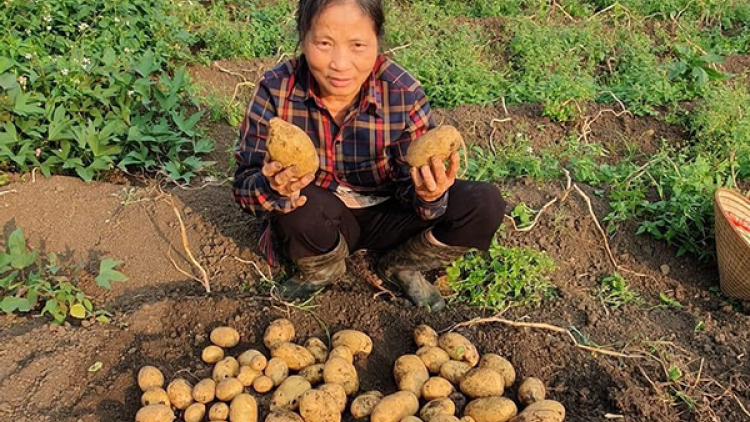 Sơn La: Hỗ trợ đồng bào dân tộc thiểu số vay vốn, tạo việc làm