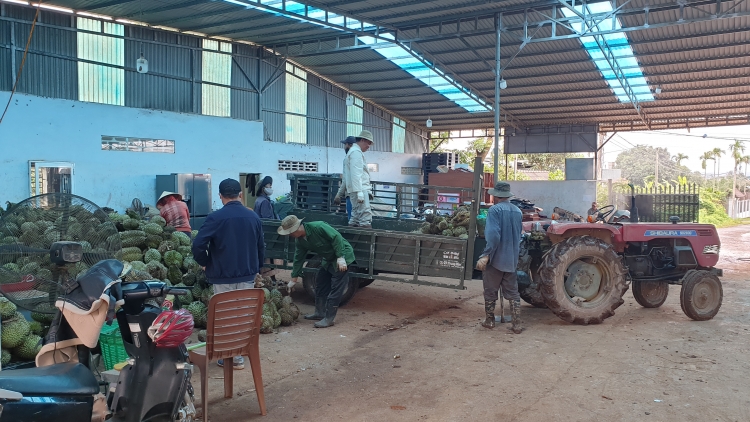 Pơyan jang đei yua tơ̆k ang hơdah mŭk drăm Tây Nguyên