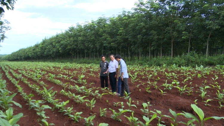 Gia Lai: Gĭr bi hrŏ ƀun hŏng klei kjăp hlăm grăp thŭn