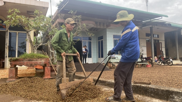 Cau tam, kă bro kơphe càr Dăk Lăk blơi - tăc di mơ nàng pleh mờ tŭ gơguh gơmù giă tăc