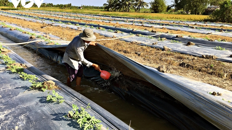 PACANEH BREI KA PALA TAMAKAI DI TANAH NJOM MBAK 