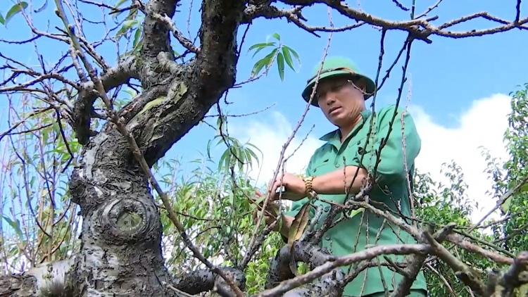 Mơnuih ngă hmua Dak Lak glăk bơwih brơi phun bơnga đào sĭ bơyan tết