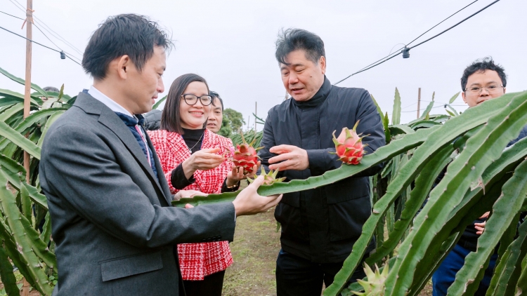 Hnê mơhnhôk chiâk deăng ƀă JICA kum kuăn pơlê pêt kơchâi plâi krúa