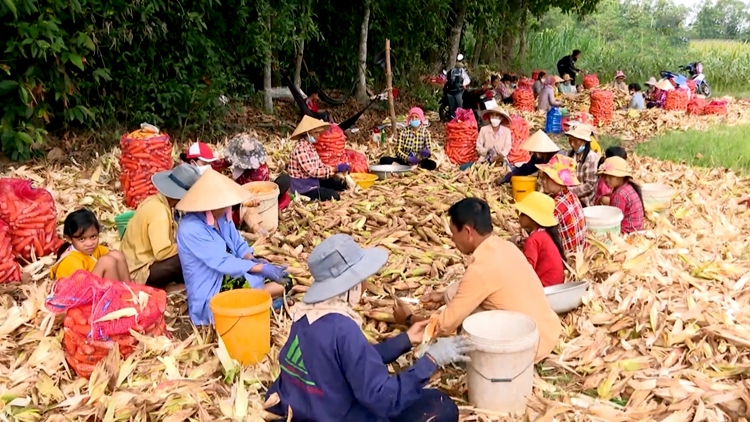 តំបន់ជនរួមជាតិខ្មែរនៅខេត្តត្រាវិញមានការរីកចំរើនពីមួយថ្ងៃទៅថ្ងៃ។