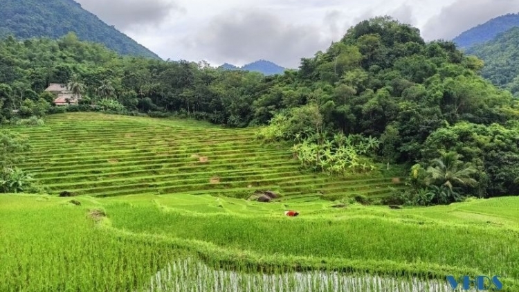 Độc đáo những ngôi nhà sàn mái cọ của người Thái ở Quan Hóa