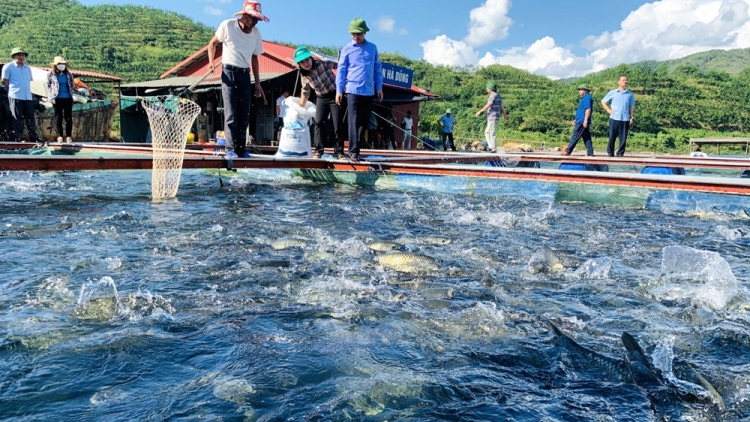 Lai Châu nhây cành tzuống húa mải tuz thamz