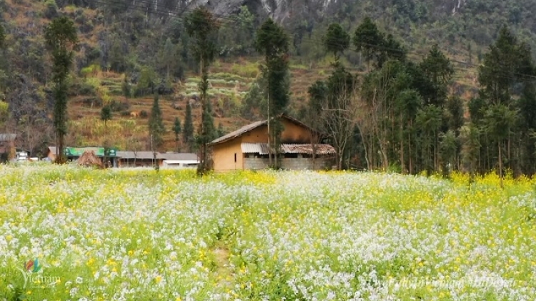 Phai paz nhây phiến