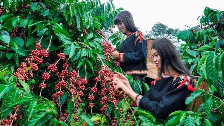 Thành phố Buôn Ma Thuột sẽ là 'Thành phố cà phê thế giới'