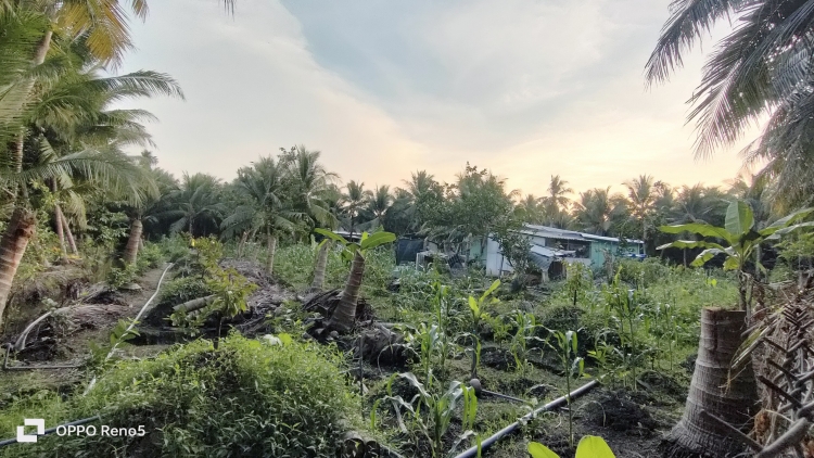 Tiền Giang koh drôm hĭ lu phun boh troh yôm pioh pla sầu riêng