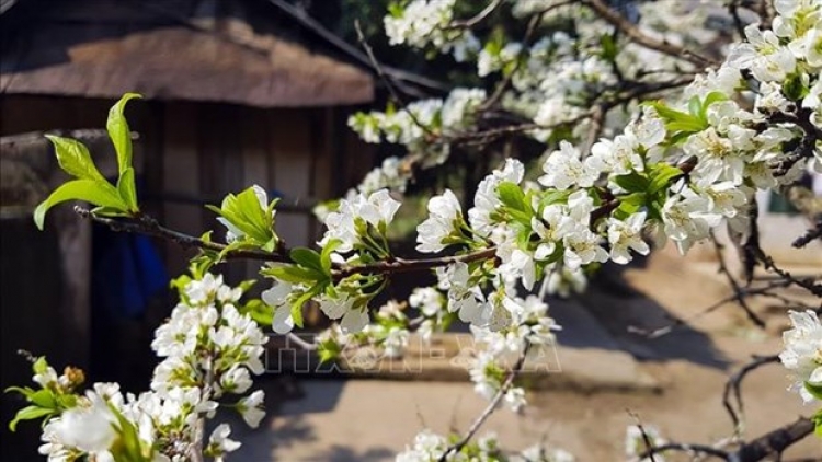 Phai paz nhây phiến