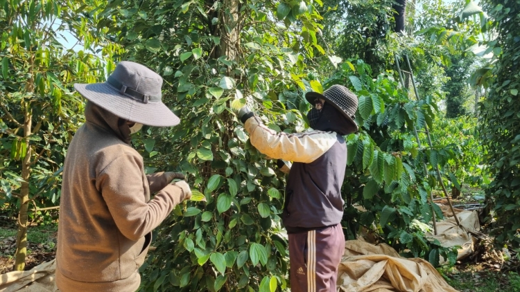 Cau lơh broă sa càr Dăk Lăk chờ hờp ngan tŭ tiêu gơguh giă 