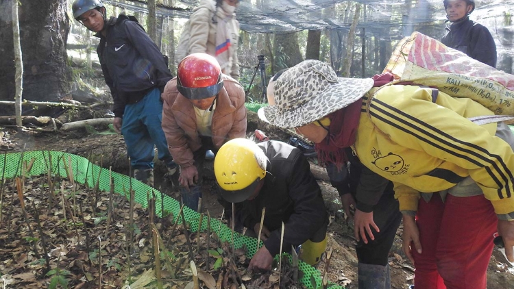 Kon Tum: Pơgar sâm Ngọc Linh gĭt kăl đơ̆ng ŭnh hnam dơnuh hin tơ̆ apŭng Tu Mơ Rông