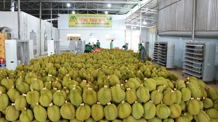 TRUNG QUỐC BREI BLEI TAME TUI JALAN CHÍNH NGẠCH DURIAN CAIK LA-AN DI VIỆT NAM