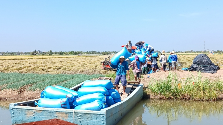 រួចផុតពីគ្រោះរាំងស្ងួត និងទឹកប្រៃលុកលុយ កសិករខេត្តទៀងយ៉ាងប្រមូលផលស្រូវរដូវសម្រកអំណោយផល និងលក់បានថ្លៃ។