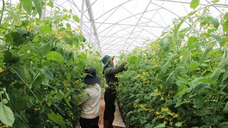 Nău nkoch mhe nar pe lơ 14-2-2024