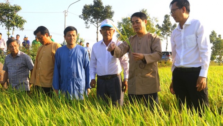 URANG PAN AKAOK TỈNH HẬU GIANG BAHRAU PEIH BRUK NAO RAVANG HAMU AKAOK THUN DI MBLANG HAMU PADAI PAK PUK 2, XÃ VỊ BÌNH, HUYỆN VỊ THỦY