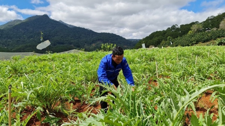 Tiah jơi bơtiàn ờ gal cau càr Lâm Đồng gơguh pas kơnờm mờ broă ngui bơta pràn bơh phan tam dê