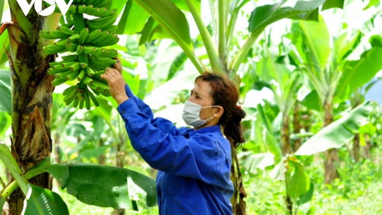BHUM BANGSA TAKIK LÂM ĐỒNG KAYA MEDA TAGOK MENG SIAM LAGAIH DI PHUN PALA 