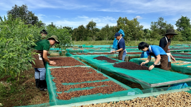 Hơmĕng tơmam choh jang xa Đắk Lắk tĕch mơdro roi hiôk hian