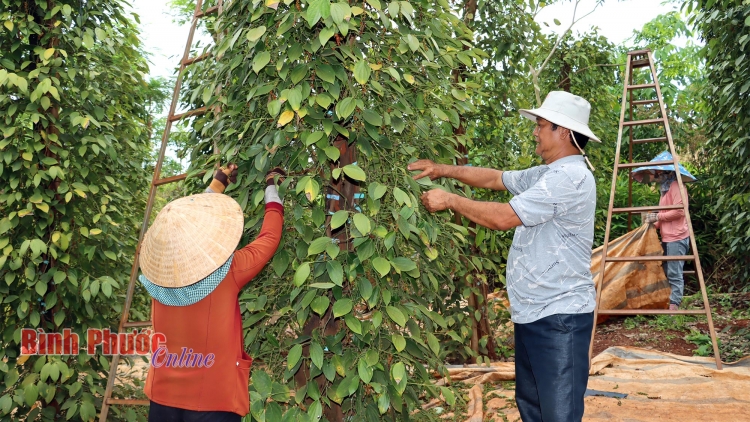 BILAN AMRIAK KALU HADAH HADAI DI BÌNH PHƯỚC