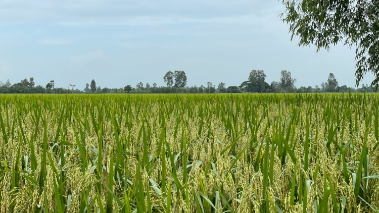 5 BHUM TANEH BIAK KAREI DI MIỀN TÂY PEIH NGAK IEK BRUK NGAK PADAI CARBON BIAR