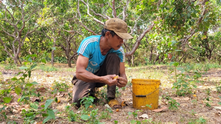 Hlăt kman hăng ia ngôm ngă kơ bơyan boh ñông mơ̆ng neh met wa ƀơi Gia Lai ƀu hơmâo dong tah