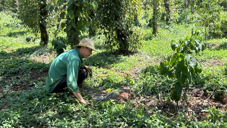 Dak Lak gơgrong pơhlôm brơi ia yua amăng bơyan phang