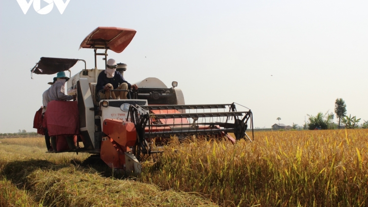 KAN KANDAH LANGYAH BREI SIAM KEIN LABA DI RAHRA SAONG DOANH NGHIEP DI BILAN PADAI ĐÔNG XUÂN