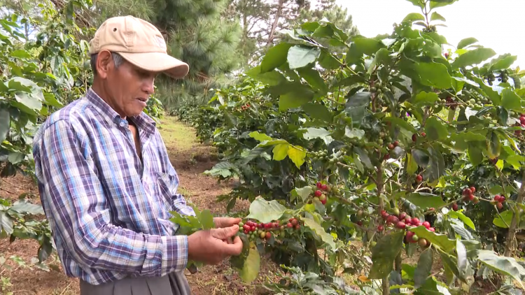 Lâm Đồng pơtrut kơtang bruă ngă đang kơphê tui jơlan pơlir hơbit gơnam đơ đam rŏng lŏn tơnah 