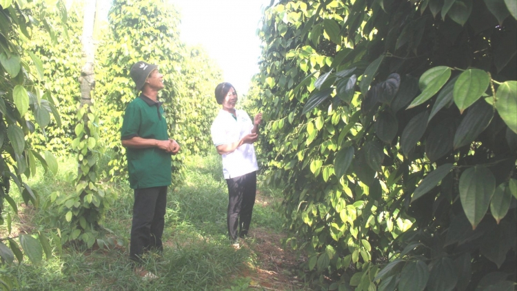 Rgâl bah ƀư nău kan tuch tăm jêng wăng sa tuch tăm mât rong ta Dak Nông