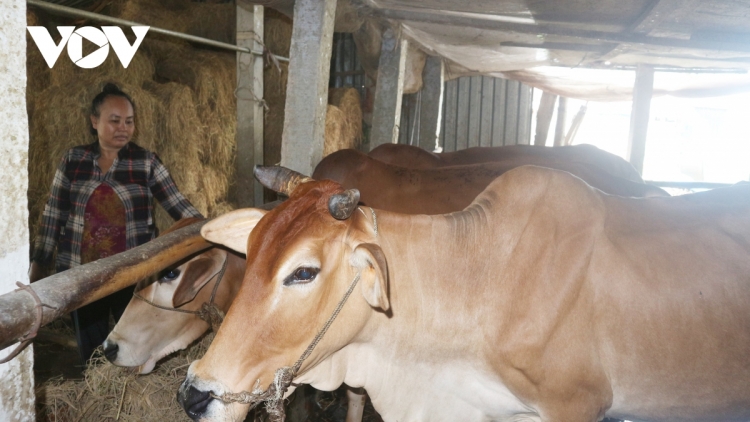 ទម្រង់សេដ្ឋកិច្ចជាច្រើនរបស់បងប្អូននារីខ្មែរនៅខេត្តសុកត្រាំង។