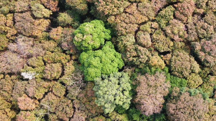 Bơtàu tơnguh lòt nhơl pơgồp bal mờ sền gàr Brê dà lơgar Chư Mom Ray