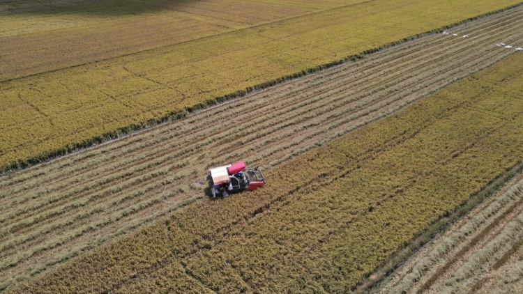 ពិបាកដោះស្រាយចំណោទនៃភាពស្របគ្នាខាងផលប្រយោជន៍រវាង កសិករ និងស្ថាប័នជំនួញ។