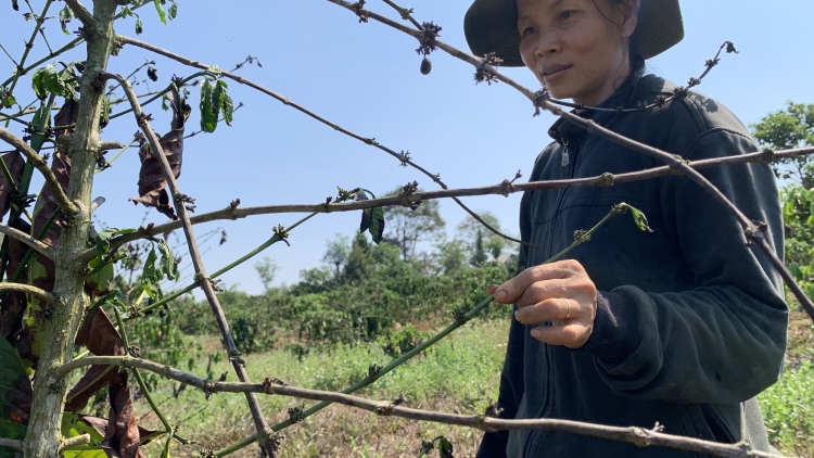 Tŏ phang “čhông pơđĭ” cheh phe tơ̆ Đắk Nông