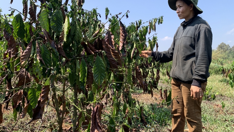 Adiê mđiă hlơr ngă kơ đang kphê ti Dak Nông dliu krô djiê jih