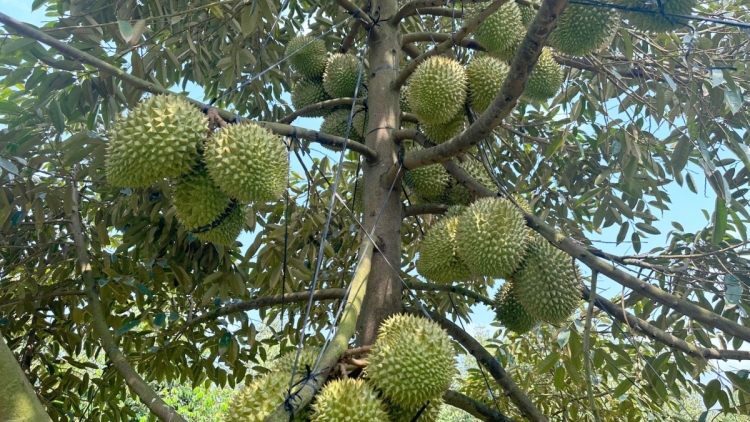 BAN CẦN THƠ PADANG ANGAN DURIAN PABLEI TAPA NEGAR LANGIU