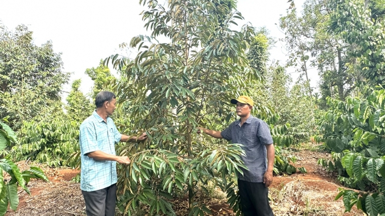 Ală Đảng viên kòn cau Rơđê Mpồl Cau ling yau ƀòn dờng Buôn Ma Thuột, càr Dăk Lăk lơh sa jak, jơh nùs dong kờl mpồl bơtiàn