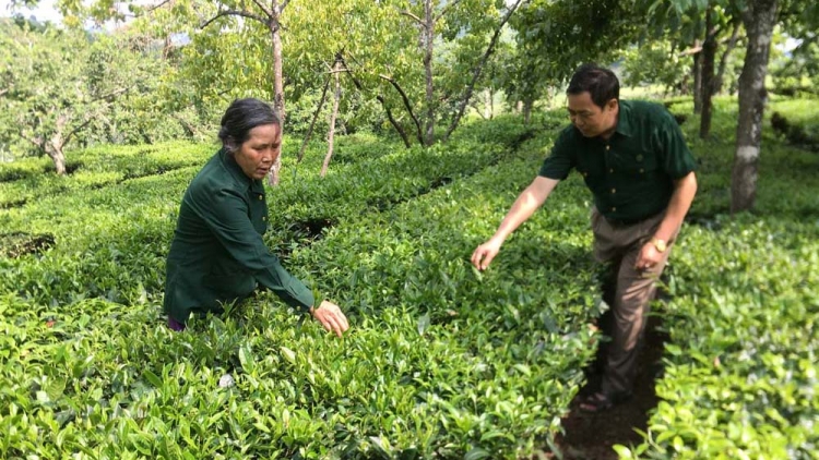 Bai thứ 5 mự 24 căm bườn 10 pì 2024: Cựu thanh niên xung phong Lai Châu pếnh khày ngươn lang Điện Biên Phủ